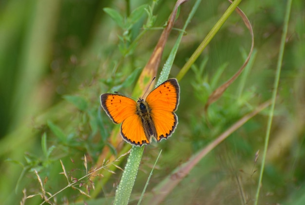 Escasa mariposa de cobre Lycaena virgaureae sobre hierba verde en una mañana de verano