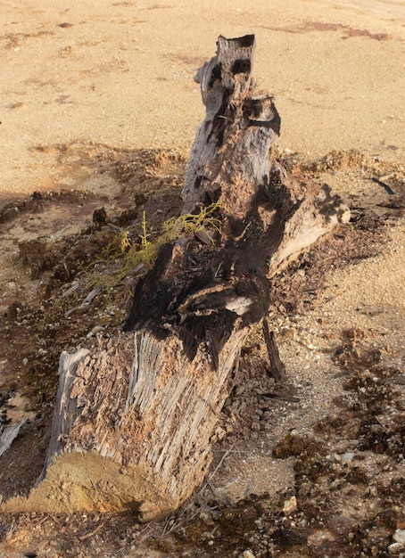 escena alrededor de la tierra desierta debido a la deforestación y la minería de tierra