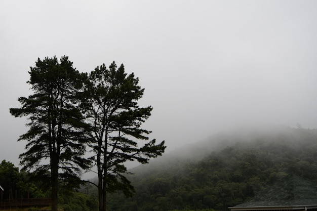 Escena de árbol en primer plano en contraste con la niebla en la pared