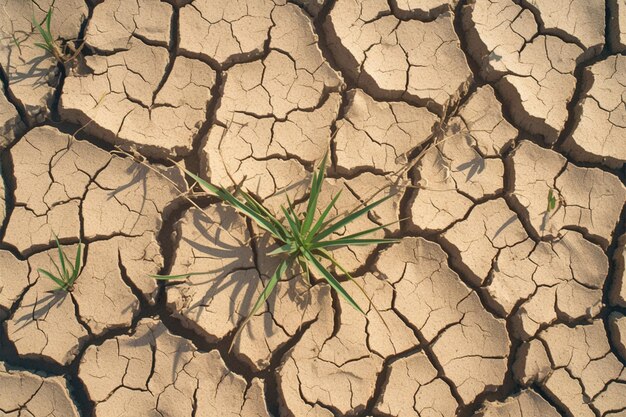 Escena árida de verano tierra seca agrietada y desprovista de humedad