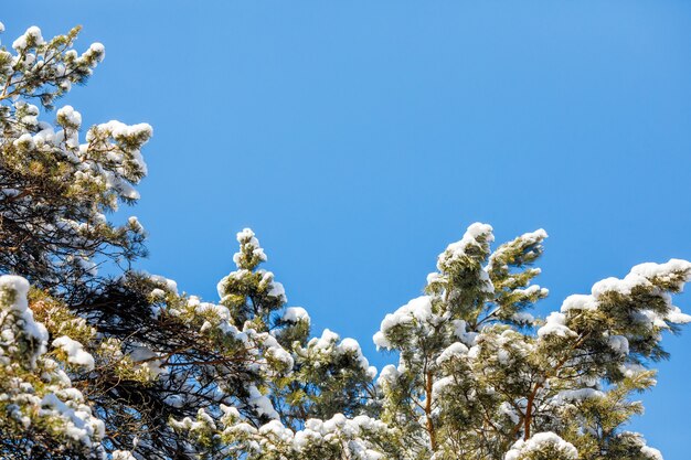 Escena del bosque de invierno y cielo azul