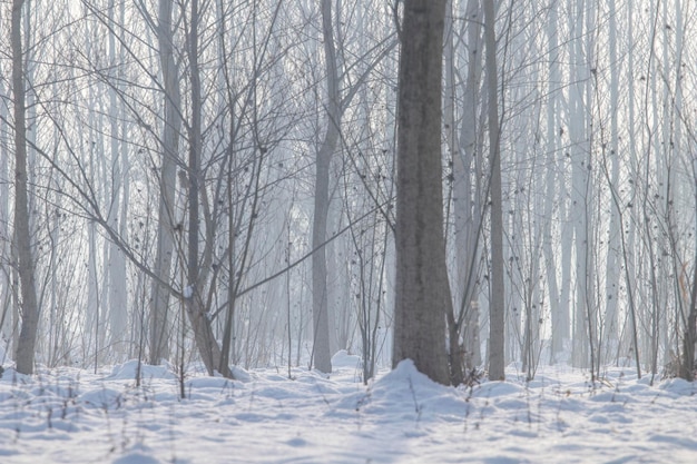 Escena del bosque neblinoso de invierno, bosque neblinoso frío con nieve