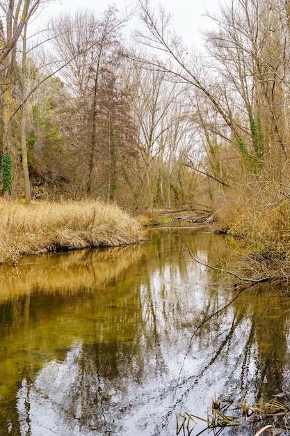 Escena de bosque otoñal con arroyo y reflejos en el agua de los árboles.