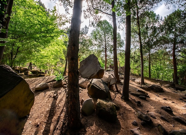 Una escena de bosque con rocas y árboles en primer plano y un sol brillando entre los árboles.