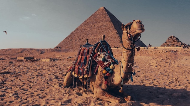 Escena de camellos frente a la pirámide