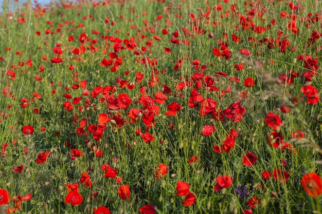 Escena de campo salvaje de amapolas rojas