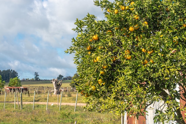 Escena de campo