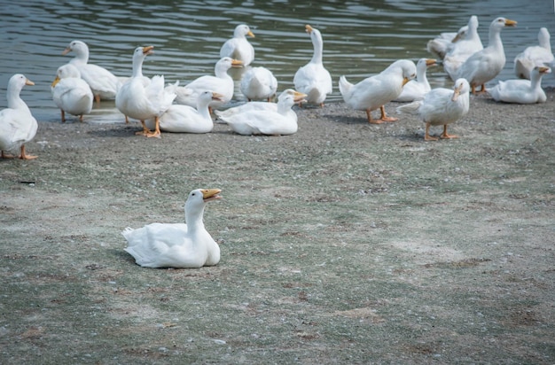 escena de cría de patos en la granja