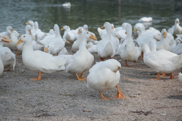 escena de cría de patos en la granja