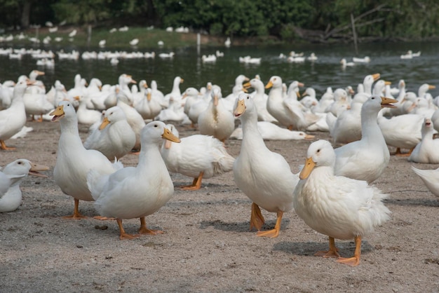 escena de cría de patos en la granja