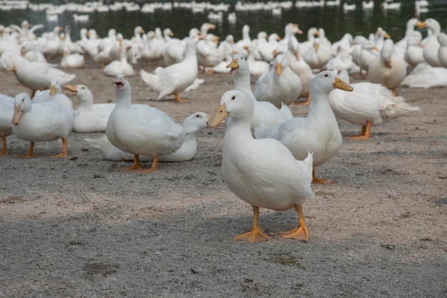 escena de cría de patos en la granja