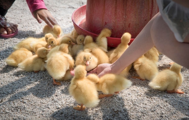 escena de cría de patos en la granja