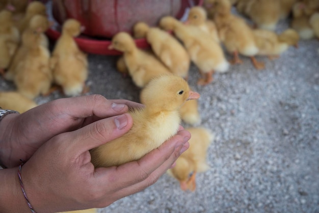 Foto escena de cría de patos en la granja