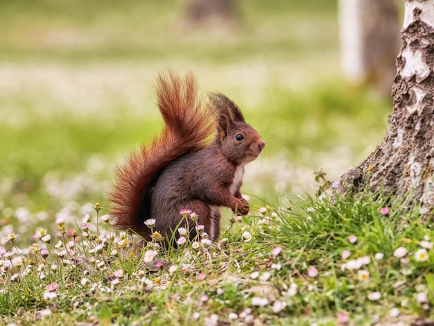 Escena con curiosa ardilla roja en un campo de flores.