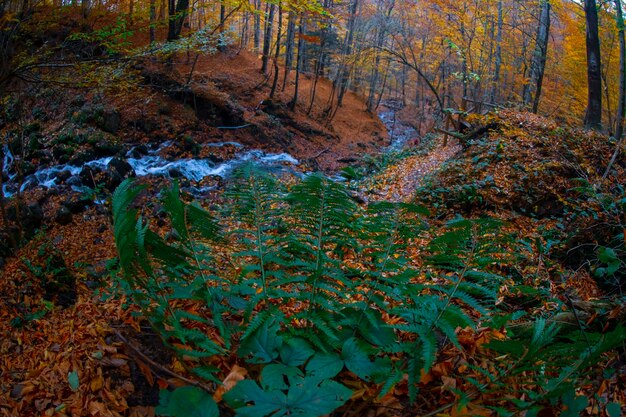 Escena de outono Sete lagos Bolu Turquia