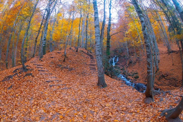 Escena de outono sete lagos bolu turquia