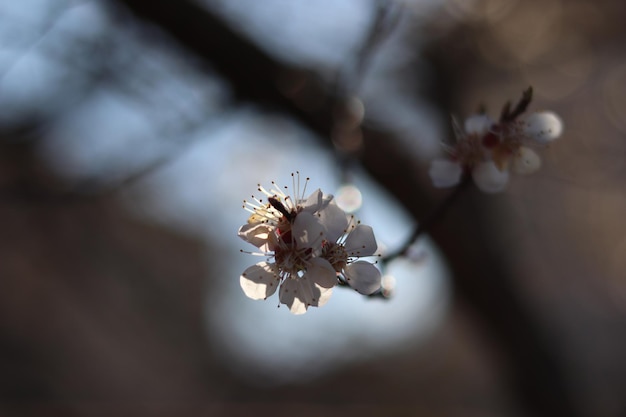 Escena dramática centrada en los rayos de luz que pasan a través de las pequeñas hojas de una flor de manzana