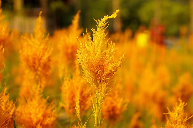 Escena de flor de Celosia naranja con luz solar y destellos sobre fondo borroso