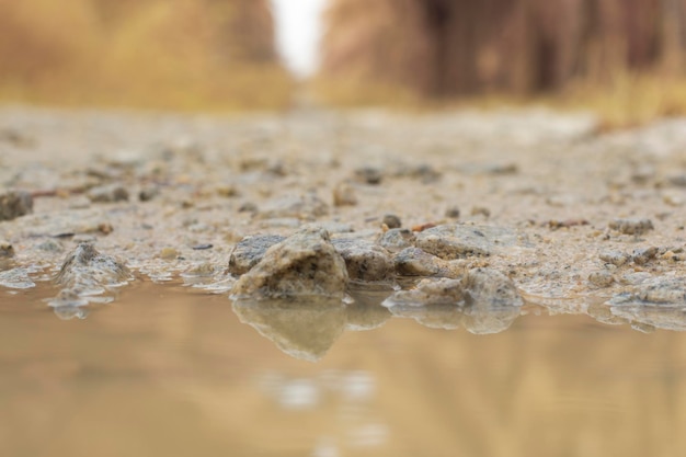 escena de grava y crecimiento excesivo junto al charco