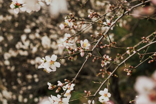 Escena de la hermosa naturaleza con árbol floreciente.