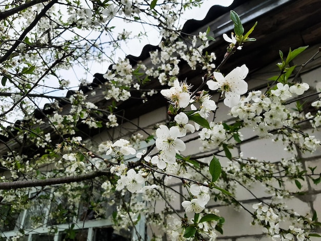 Escena hermosa de la naturaleza con el árbol floreciente