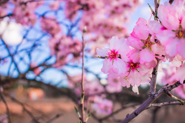 Escena hermosa de la naturaleza con el árbol floreciente