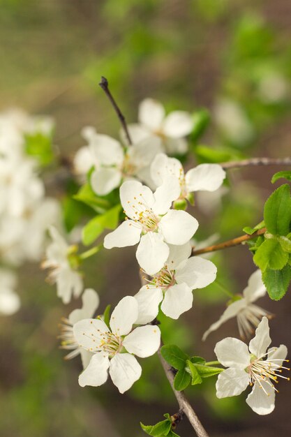 Escena de la hermosa naturaleza con flor