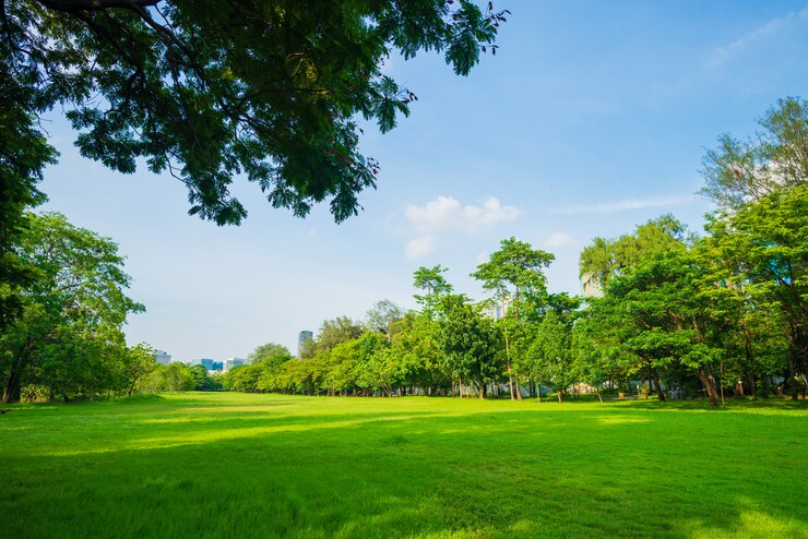 Escena del hermoso parque en parque público con campo de hierba verde