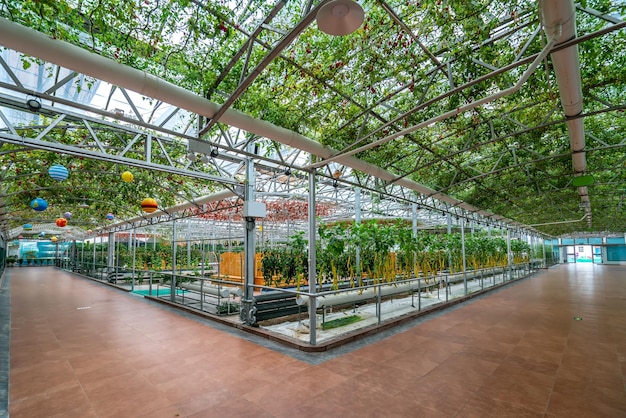 Foto escena interior del invernadero ecológico de shouguang.