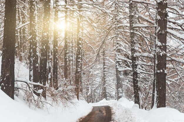 Escena invernal, camino de montaña con árboles y nieve a ambos lados.