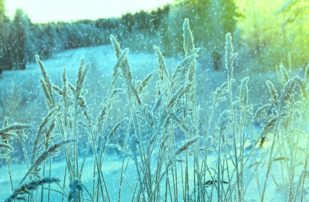 Escena de invierno bosque de pinos de flores congeladas y puesta de sol