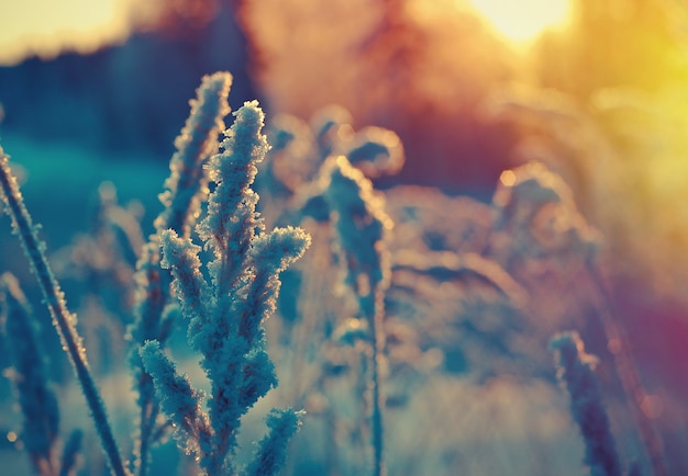 Escena de invierno .flor congelada .bosque de pinos y puesta de sol