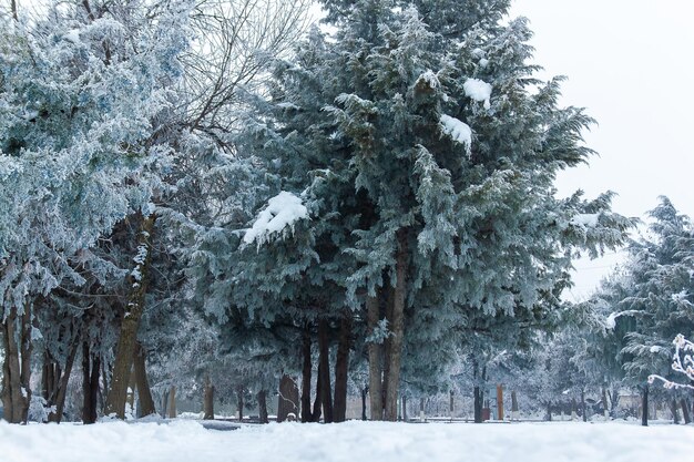 escena de invierno en invierno seasone árboles con nieve parque de nieve