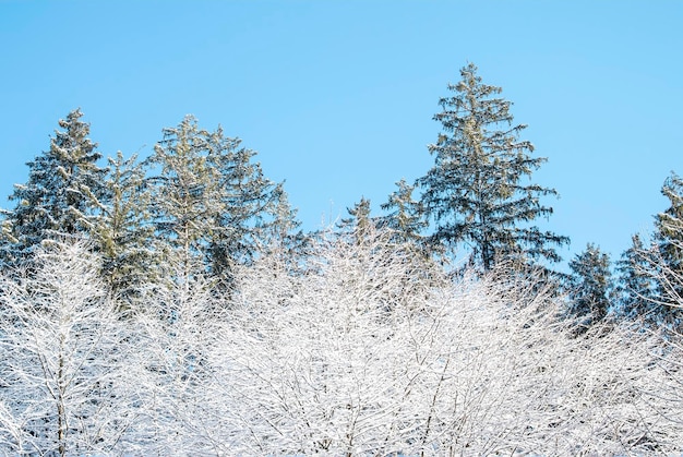 Escena de invierno nevada en el bosque En un hermoso día de invierno el bosque cubierto de nieve brillaba