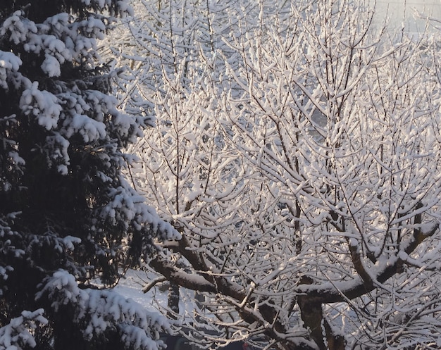 escena de invierno con nieve