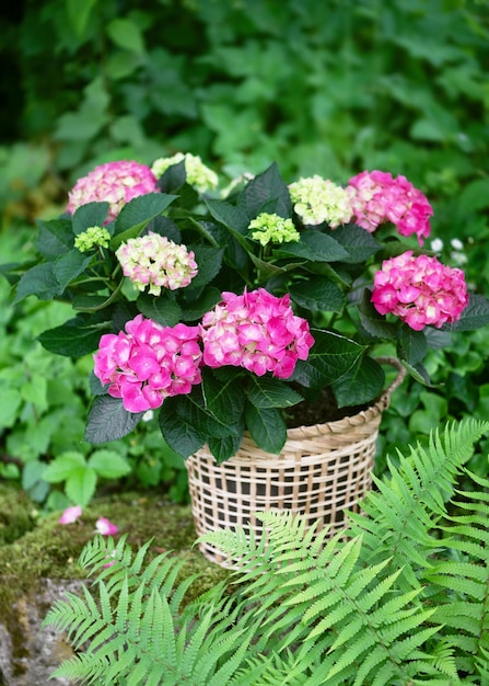 Escena de jardín con flor de hortensia verde rosa en flor en una cesta de mimbre en el jardín de la cabaña