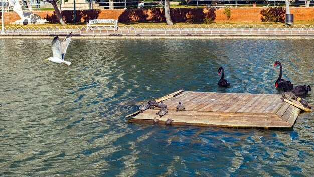 Foto escena en el lago con cisnes negros tortugas y gaviotas en vuelo