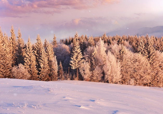 Escena de la mañana soleada en el bosque de montaña. Paisaje de invierno brillante en el bosque nevado