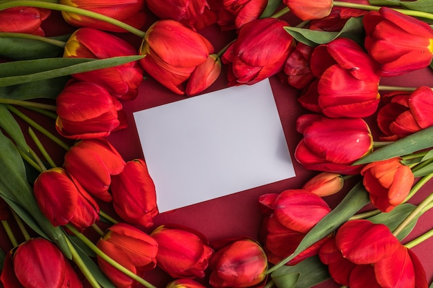 Escena de maqueta de tarjeta de felicitación en blanco y tulipanes rojos sobre superficie roja