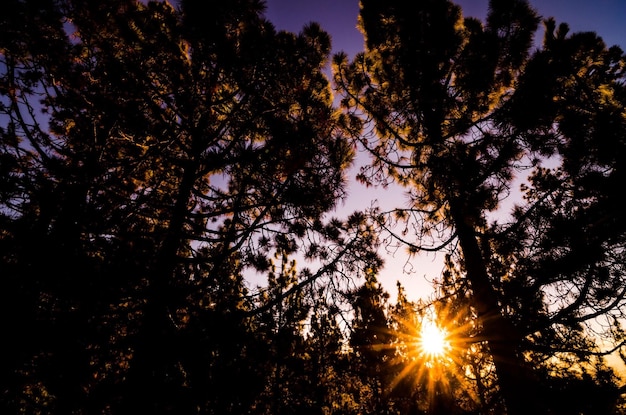 escena matutina en el bosque