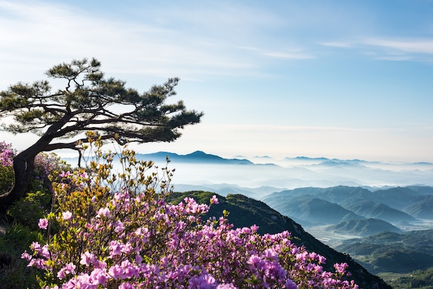 Una escena de montaña llena de nubes y flores.