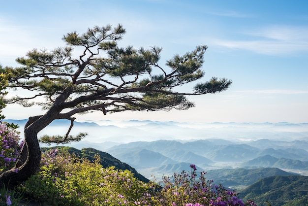 Foto una escena de montaña llena de nubes y flores.