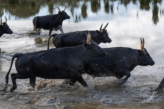 Escena natural en la Camarga con toros