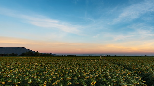 Escena de la naturaleza del campo de girasol. Girasoles Paisaje de campo de girasol. Vista de campo de girasol