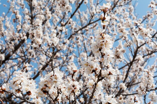 Escena de la naturaleza de primavera con albaricoque en flor sobre fondo de flor