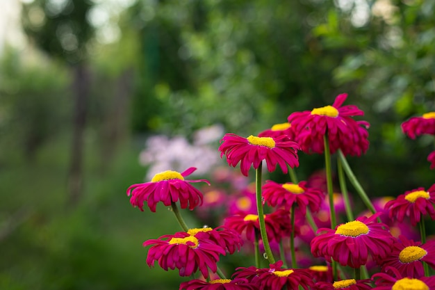 Escena de la naturaleza de primavera o verano con margaritas rosadas en flor en el resplandor del sol