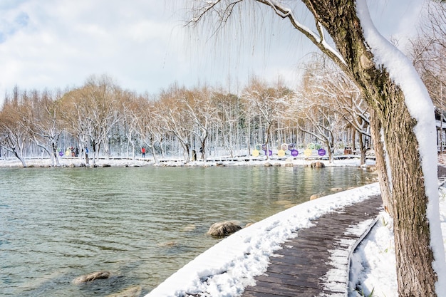 Escena de nieve del parque de invierno