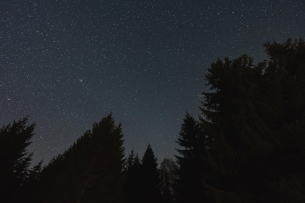 Escena nocturna en el bosque siluetas de árboles contra el fondo del cielo estrellado