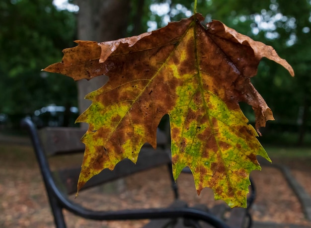 Escena de otoño con hojas coloridas caídas en el parque urbano