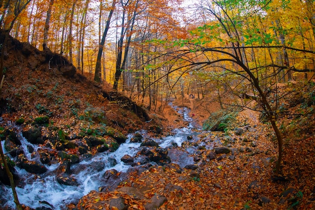 Escena de otoño Siete lagos Bolu Turquía